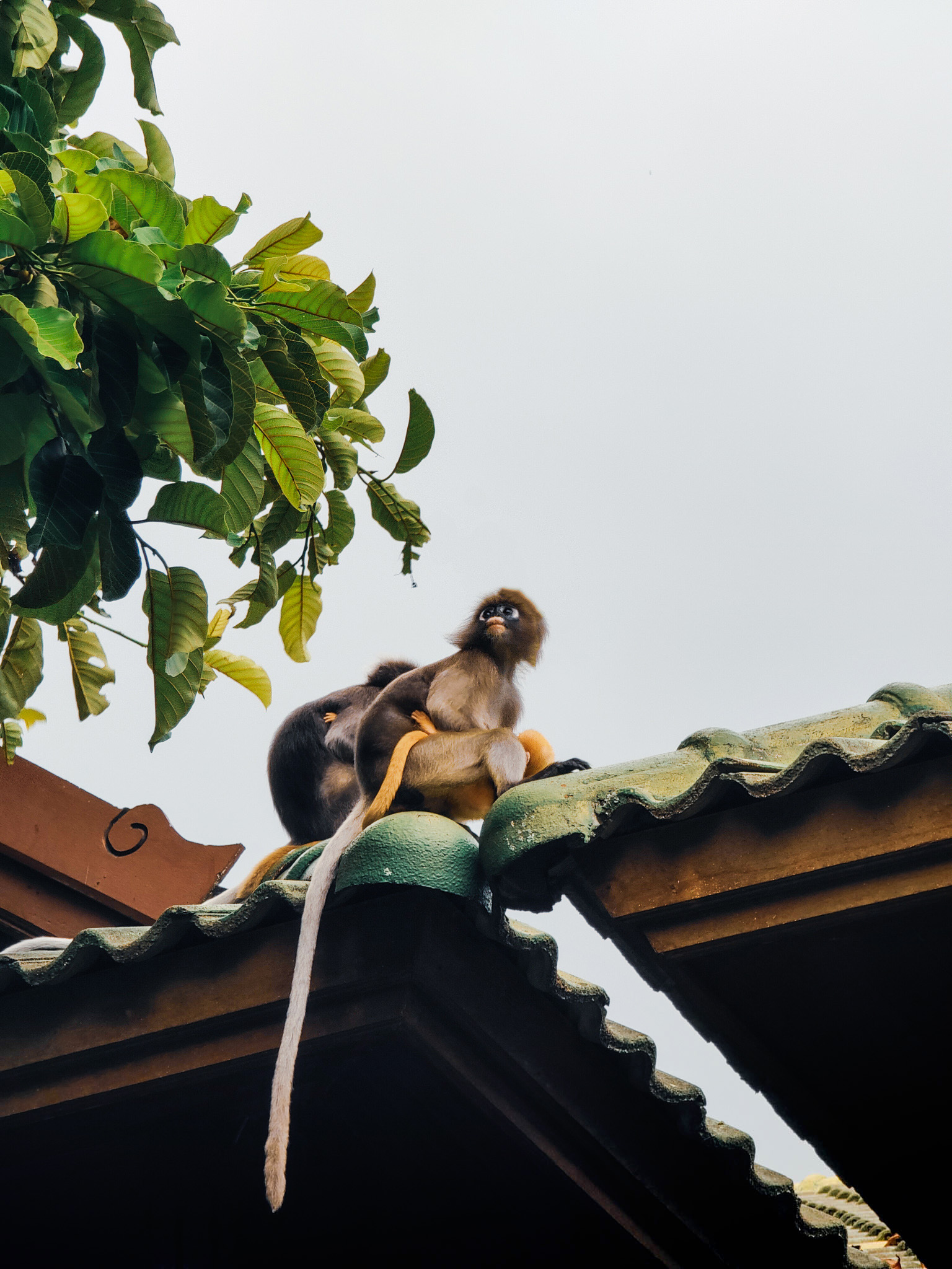 Photo de singe en Thailande